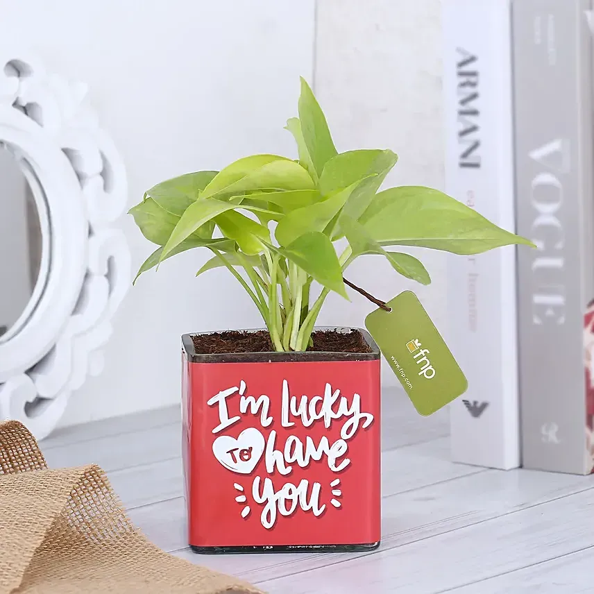 Money Plant In Lucky To Have You Glass Vase