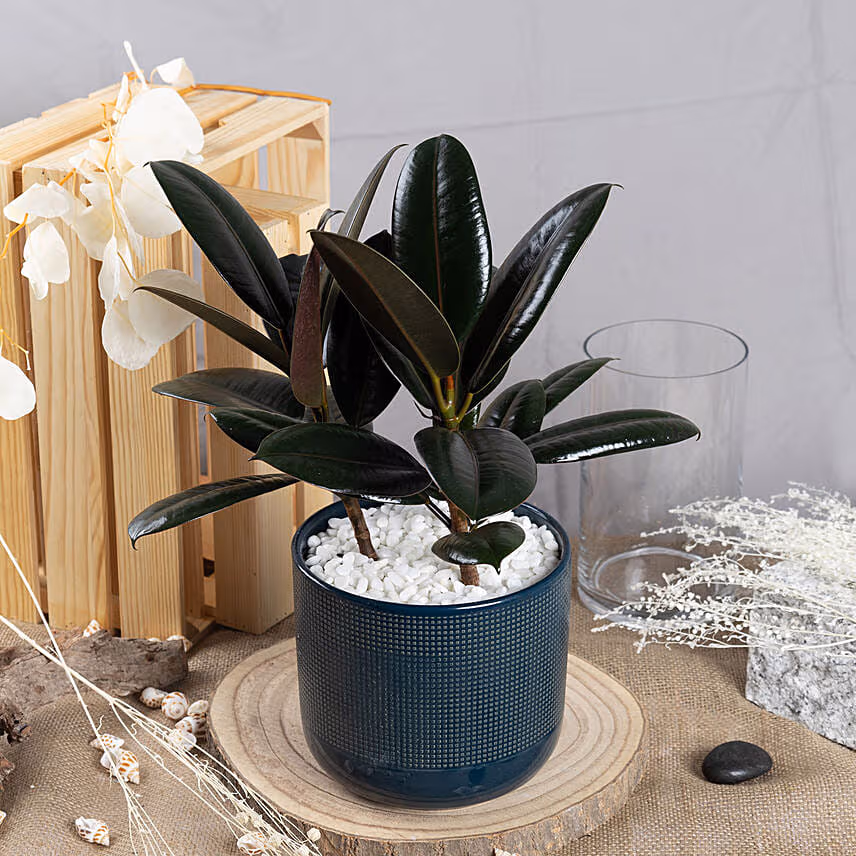 Rubber Plant