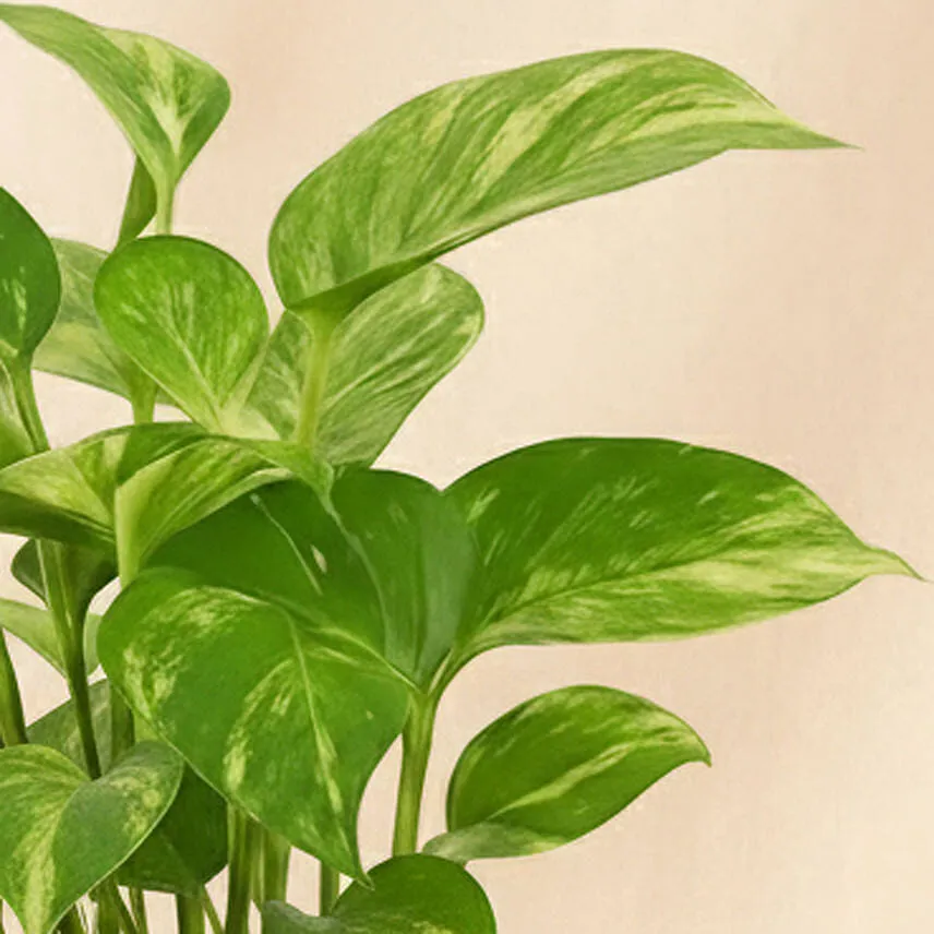 Money Plant in a Golden Pot