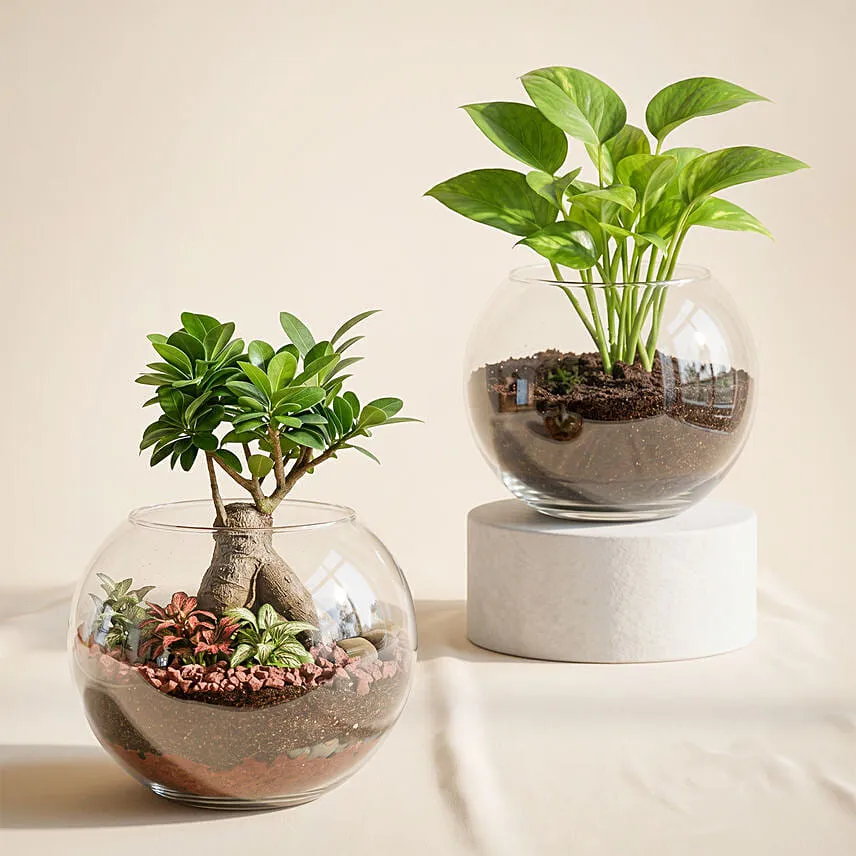 Bonsai Plant and Money Plant in Glass Bowl