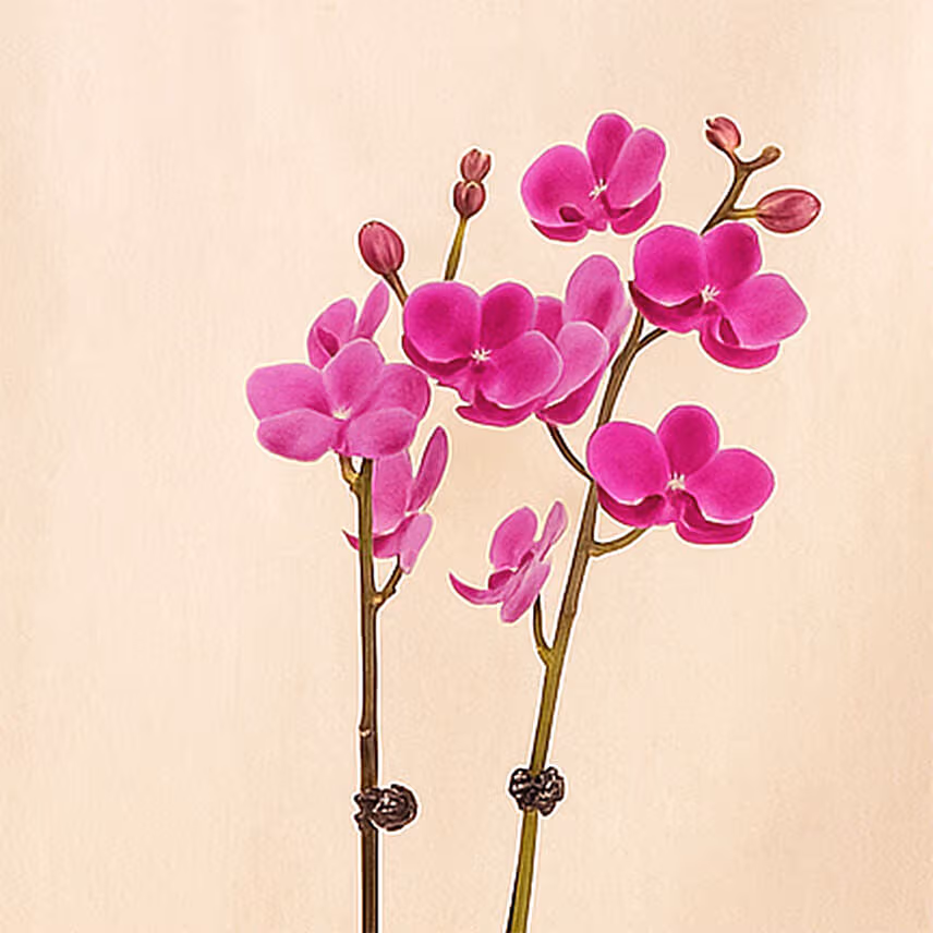 Purple Orchid plant in Premium Golden Metal Pot