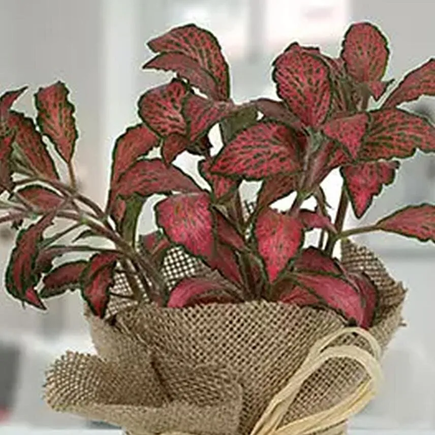 Lovely Fittonia Plant N Jute Wrapped Pot