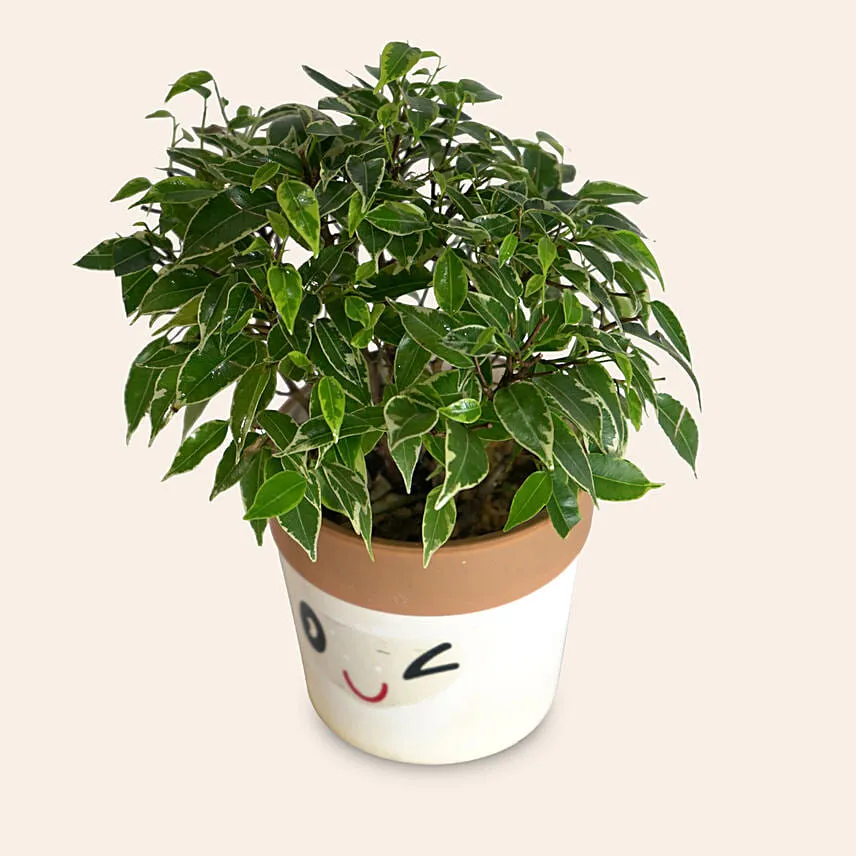 Ficus Benjamina Variegata