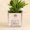 Heartfelt Peace Lily Gift for Dad