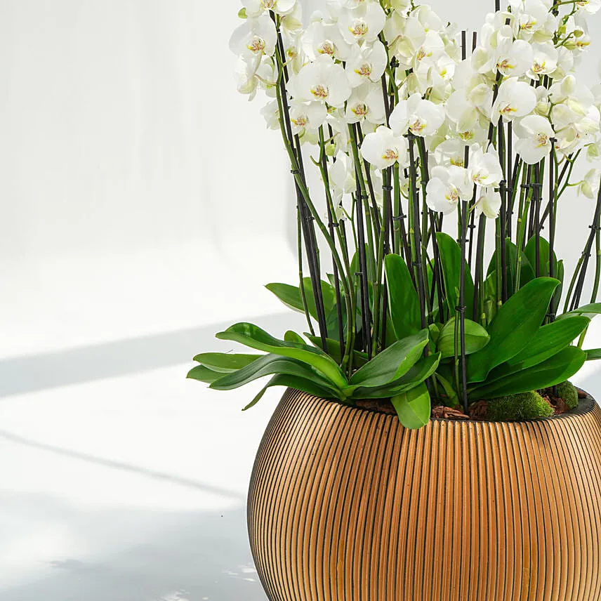 36 Stem Holland Orchid Beauty Superior Collection