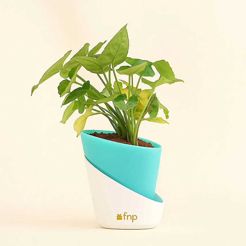 Radiant Syngonium Foliage