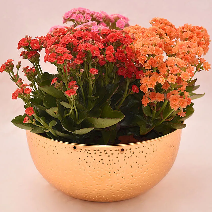 Mixed Kalanchoe Plant's in Gloden Pot