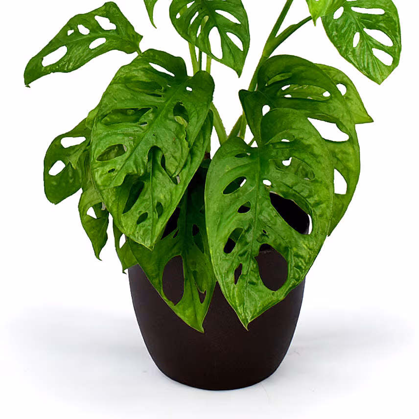 Monstera Plant Small