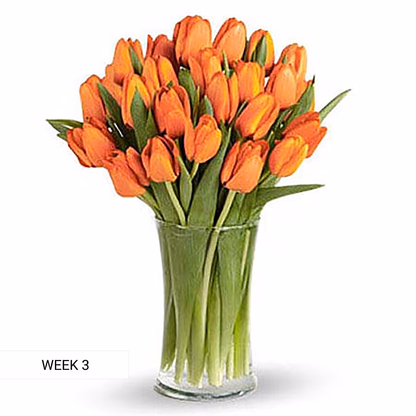 Charm Of Tulips