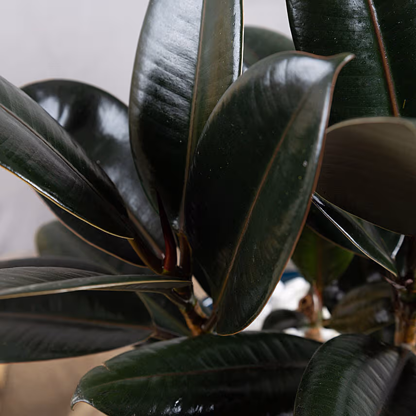Rubber Plant