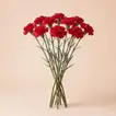 Stunning Bouquet of 10 Red Carnation Loose Stems