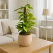 Epipremnum Mosstok 50Cm in Elegant Soft Beige Planter