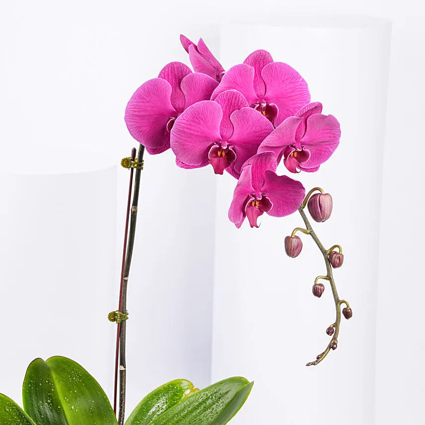 Orchid Plant In Floral Vase