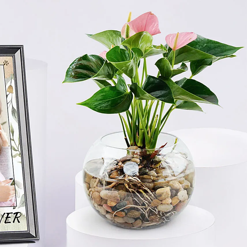 Personalised Photo Frame with Anthurium Plant for Mother