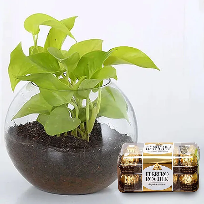Money Plant Round Vase & Ferrero Rocher