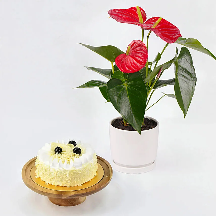 Sugar Free White Forest Cake with Plant