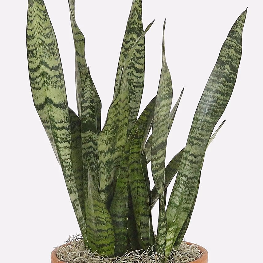 Air Purifying Snake Plant In Nursery Pot