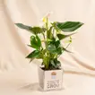 Heartfelt Gratitude: White Anthurium in Elegant Glass Vase for Dad