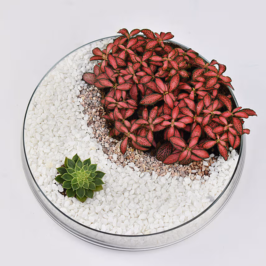 Crescent Moon Dish Garden