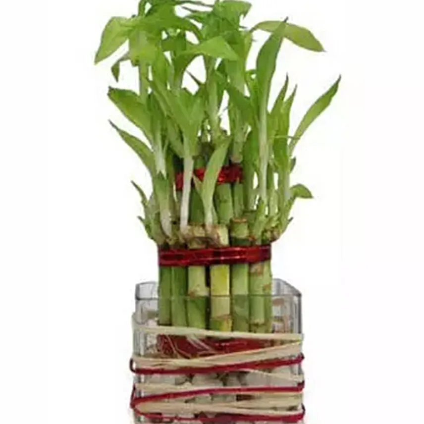 Good Luck Bamboo