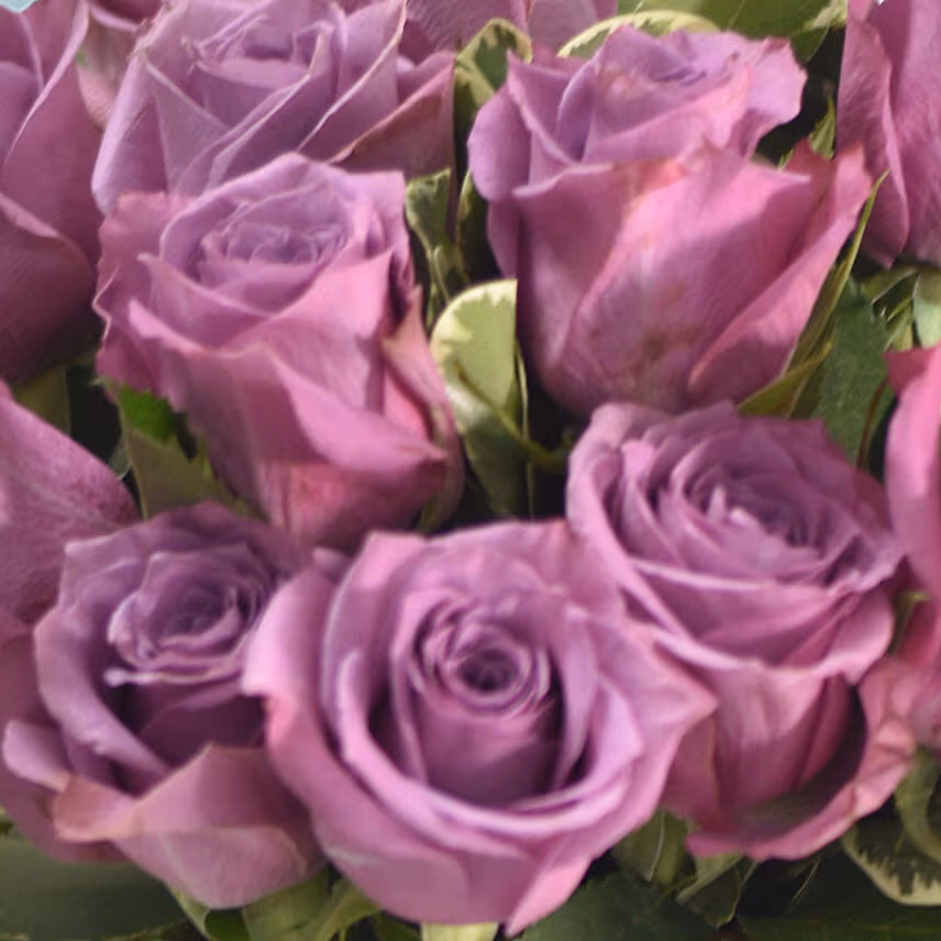 Vase Of 18 Mystic Purple Roses