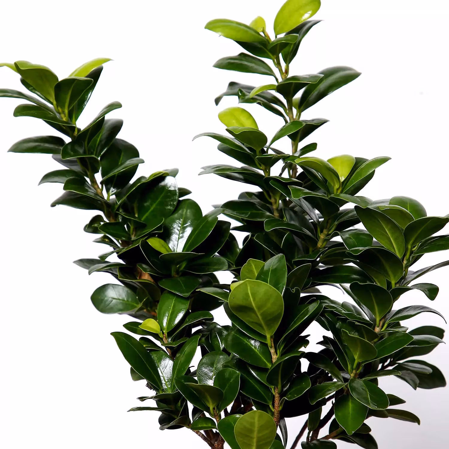Elegant Ficus Bonsai Plant in Stylish Round Pot for Outdoor Spaces
