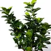 Elegant Ficus Bonsai Plant in Stylish Round Pot for Outdoor Spaces