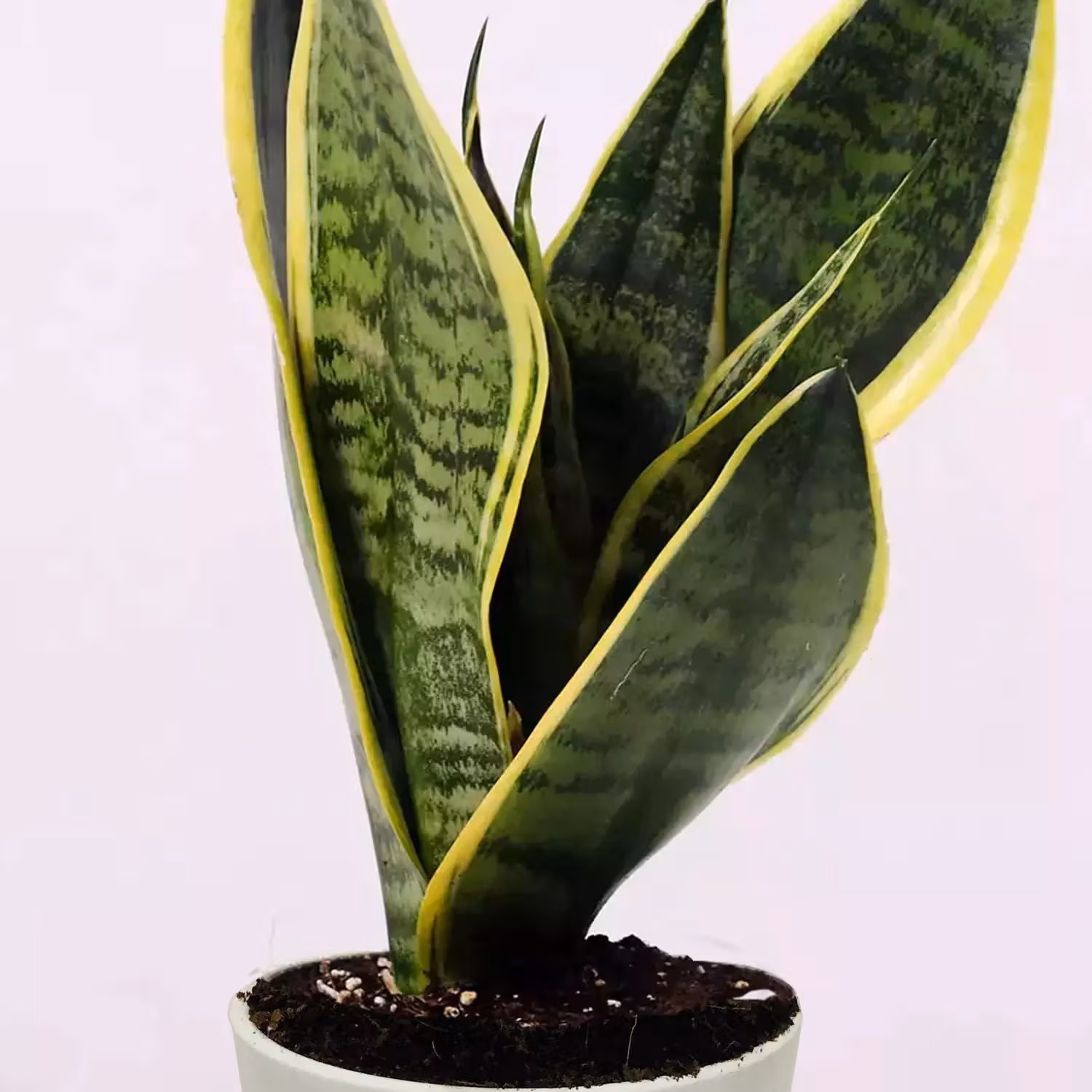 Elegant Sansevieria Golden Hani Plant in Decorative Pot