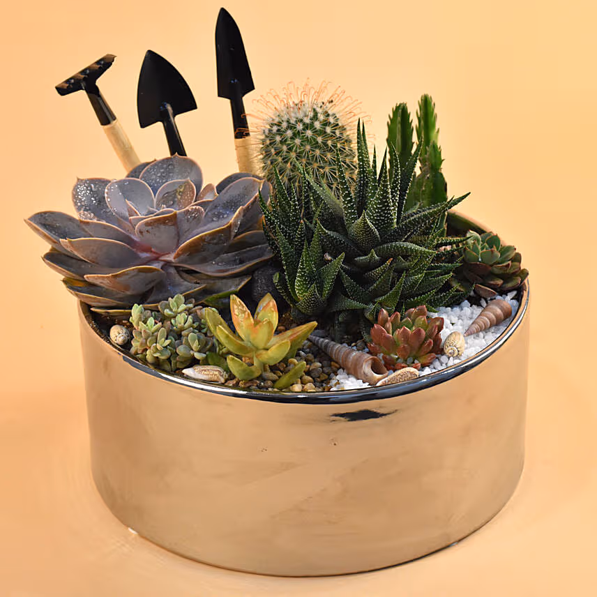 Mini Succulent Garden Container