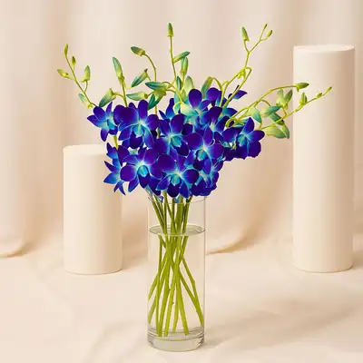 Mesmerizing Blue Orchids
