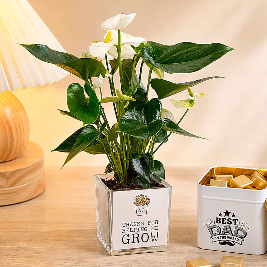 White Anthurium Plant & Chocolate Gift Set for Dad