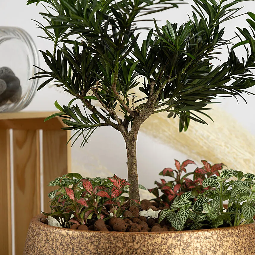 Pine Bonsai Dish Garden