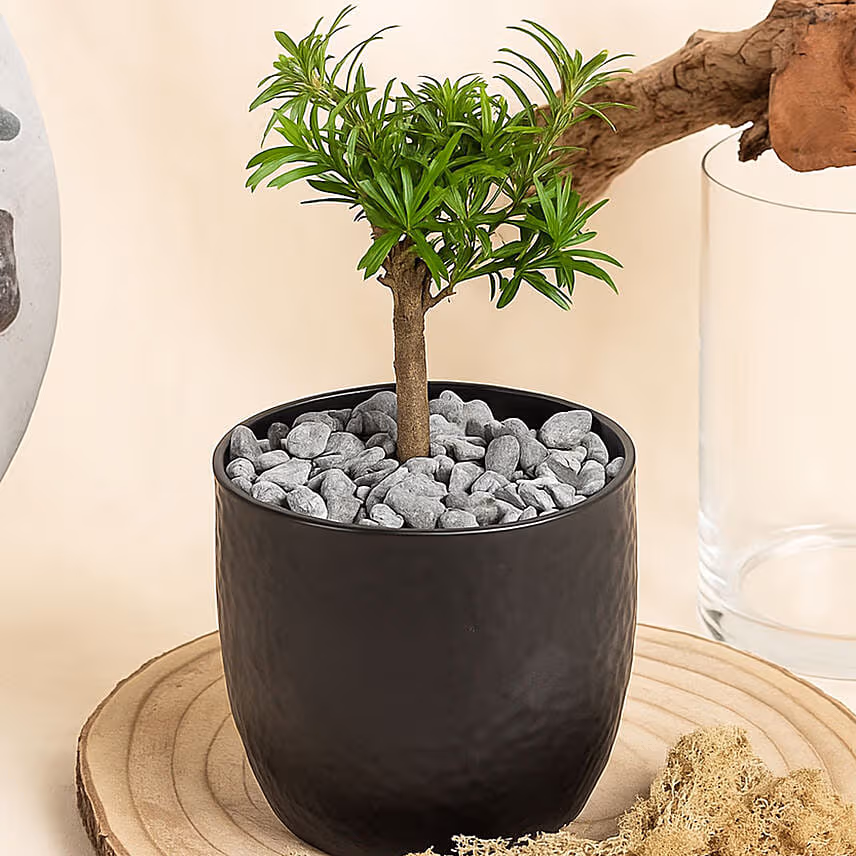 Bonsai Buddhist Pine Plant in Black Ceramic Pot
