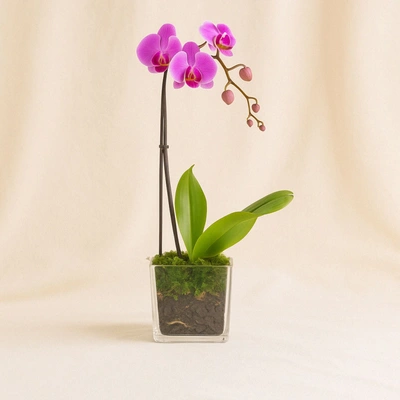 Purple Orchid Single Stem Vase