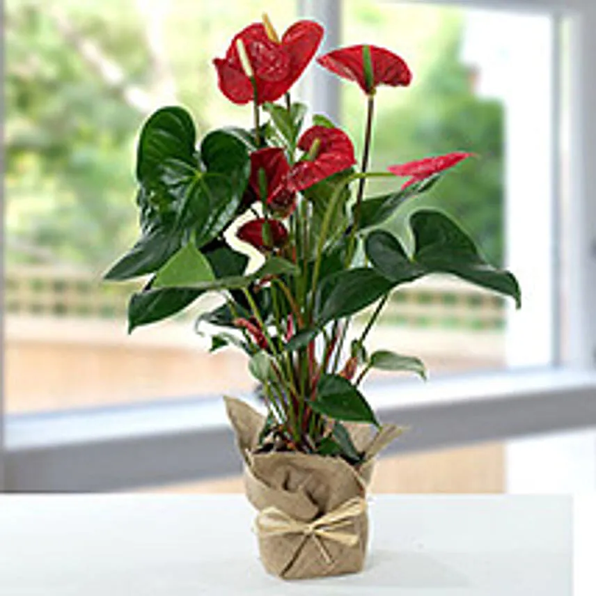 Red Anthurium Jute Wrapped Potted Plant Add