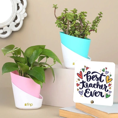 Elegant Jade and Money Plant Set with Teacher's Day Table Top Gift
