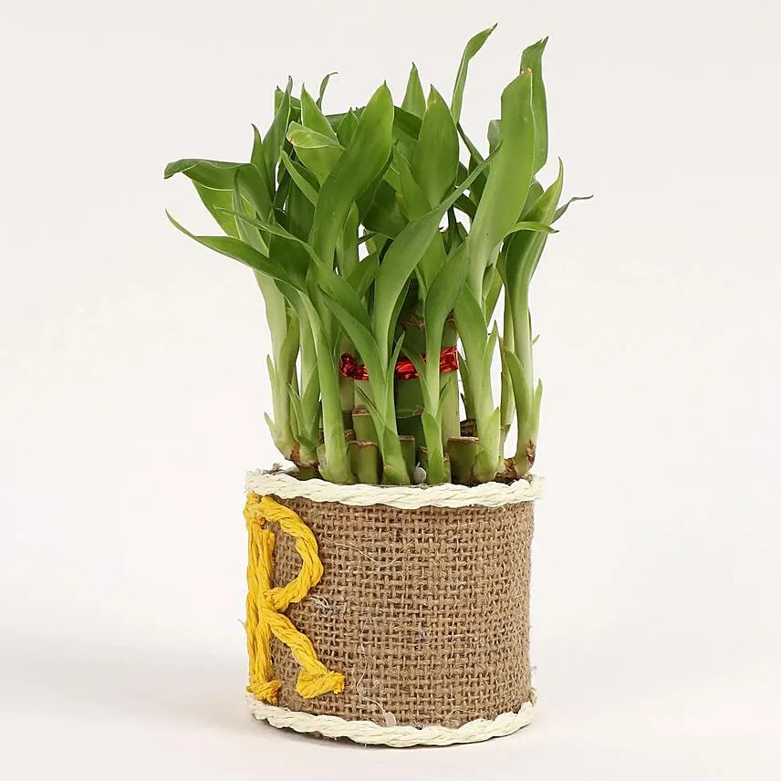 Elegant Lucky Bamboo For Sir
