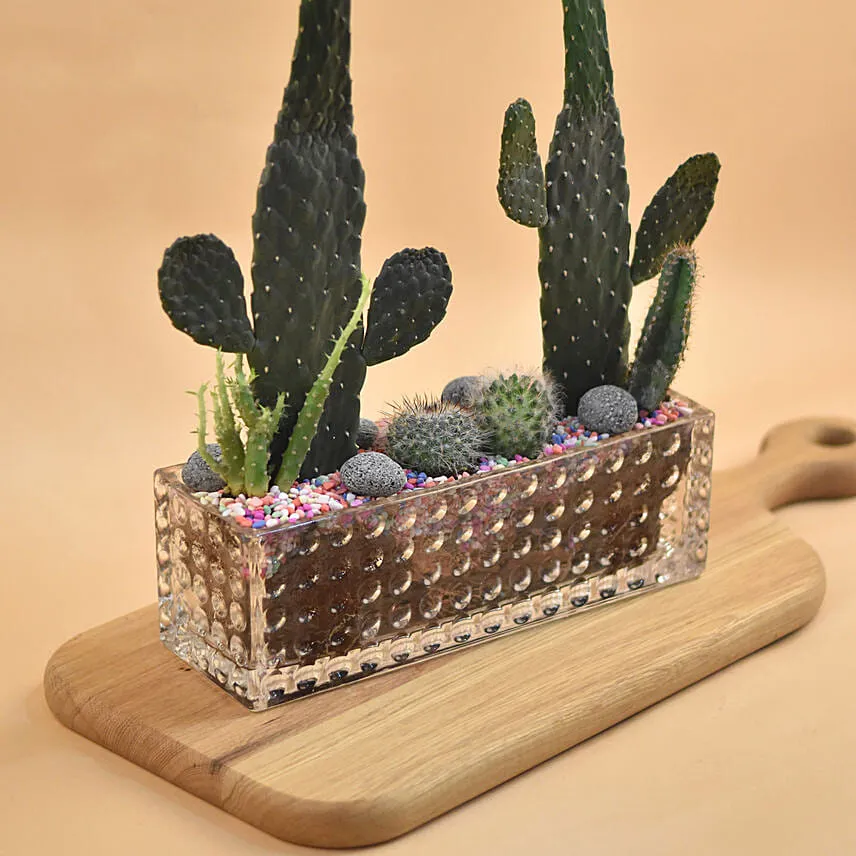 Succulents Rectangular Terrarium