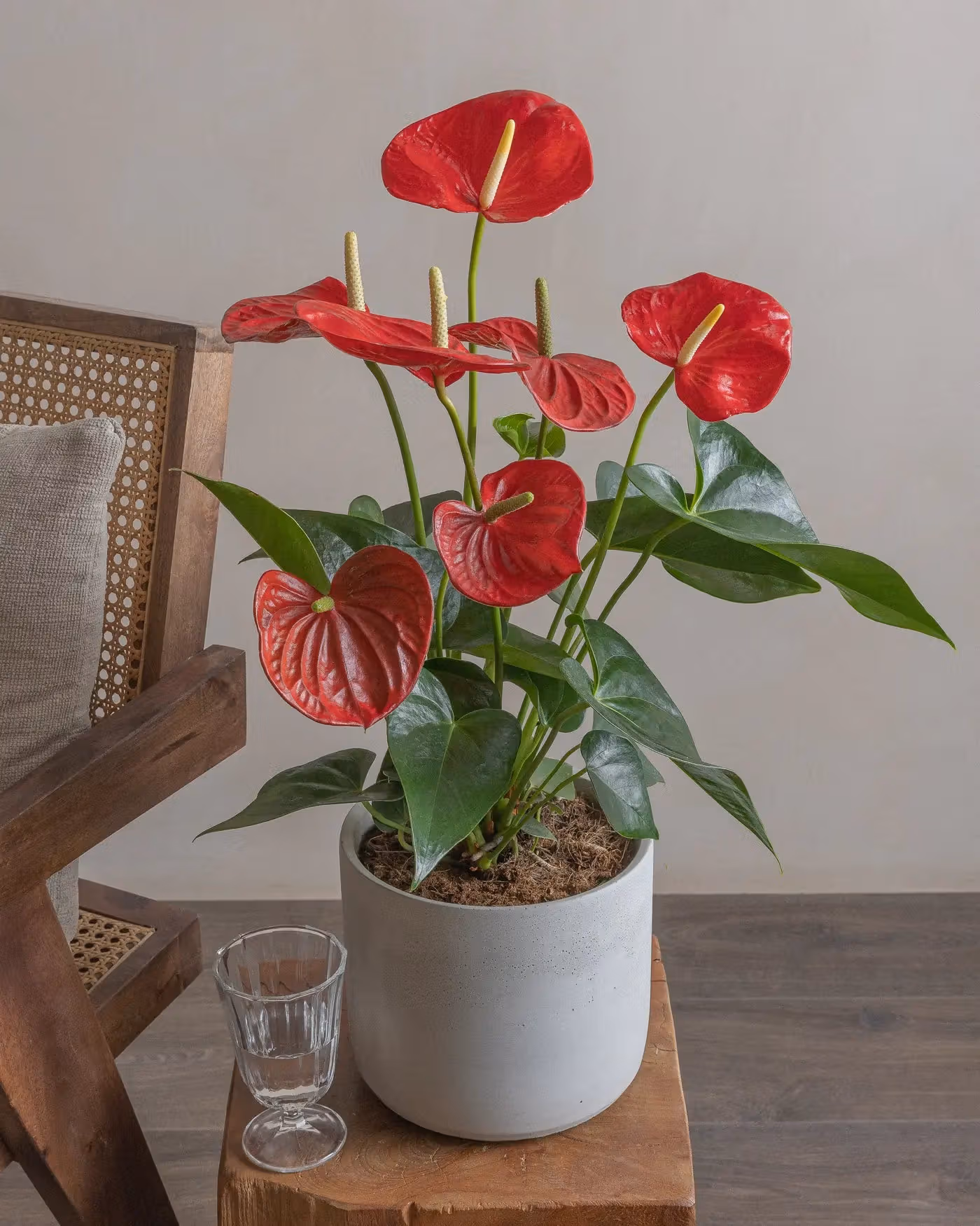 Varient Advanced - Test Product - Nursery / White