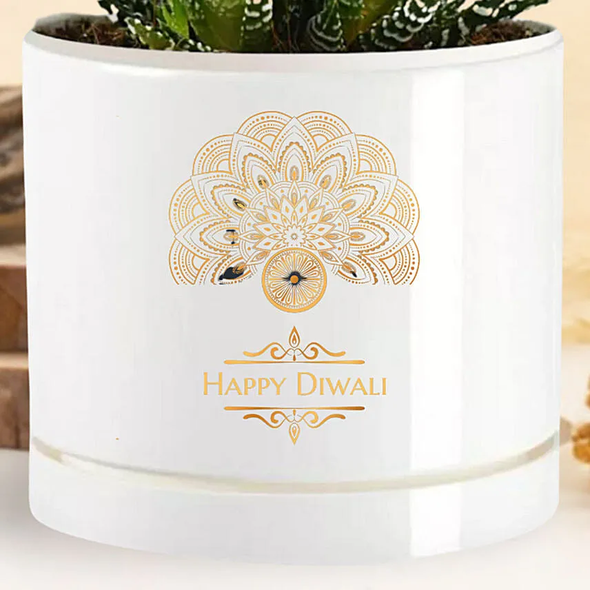 Happy Diwali Haworthia Plant