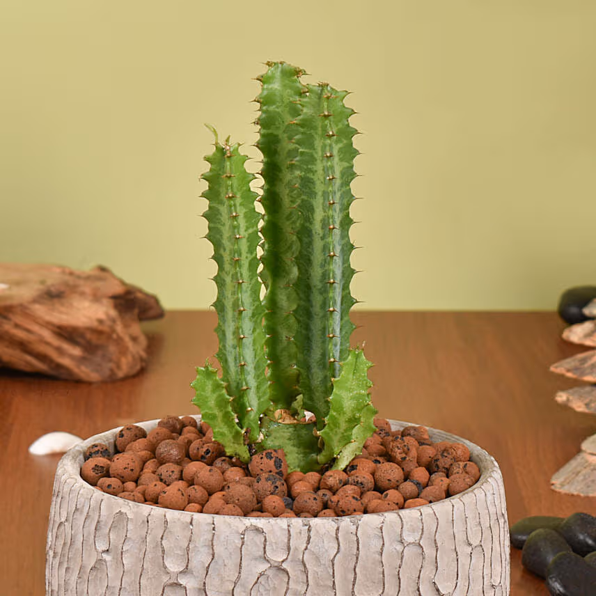 Trigona Cactus in a Textured