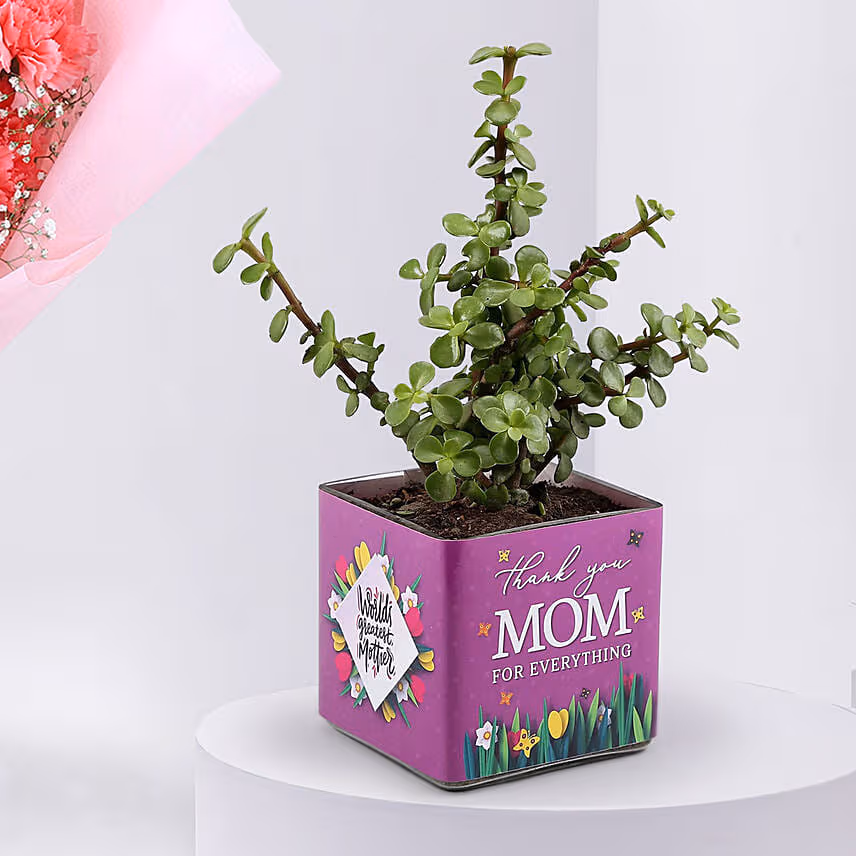 Mothers Day Carnation Bouquet with Jade Plant