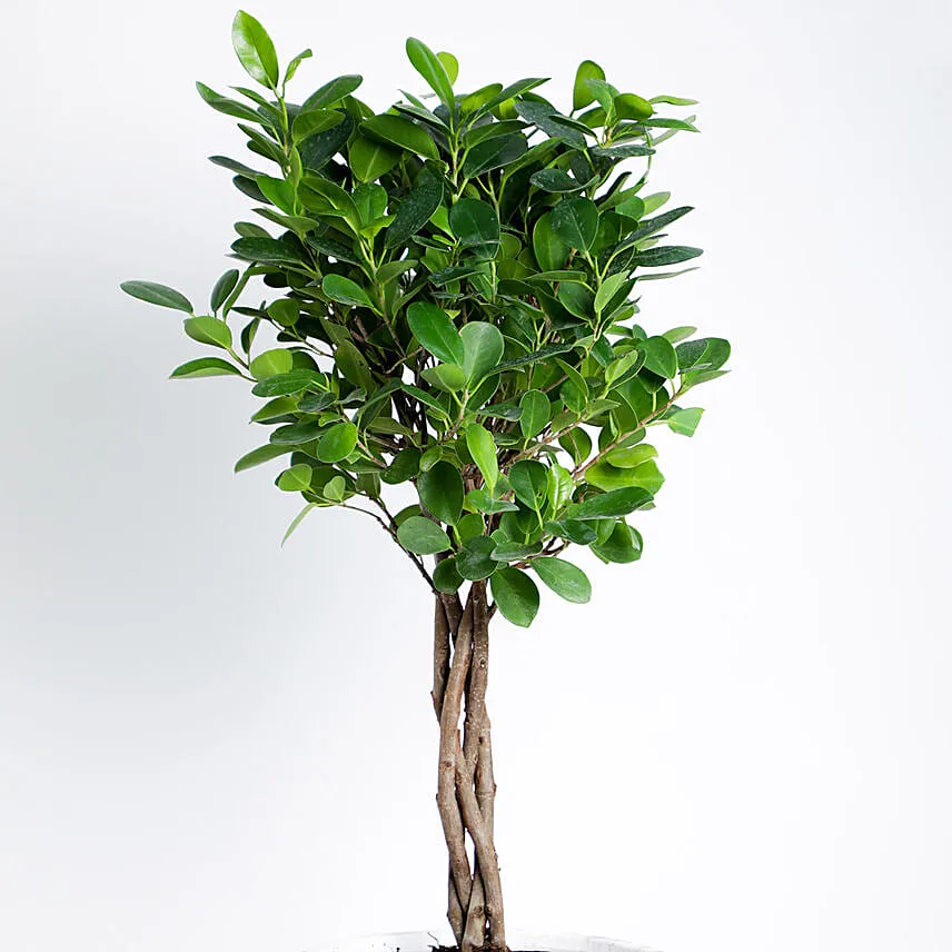 Ficus Microcarpa Moclame with Gardening Tools