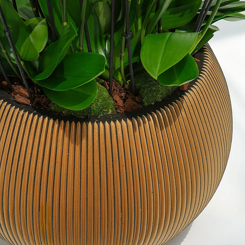 36 Stem Holland Orchid Beauty Superior Collection