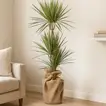 Bicolor Dracaena Marginata Plant in Eco-Friendly Jute Pot