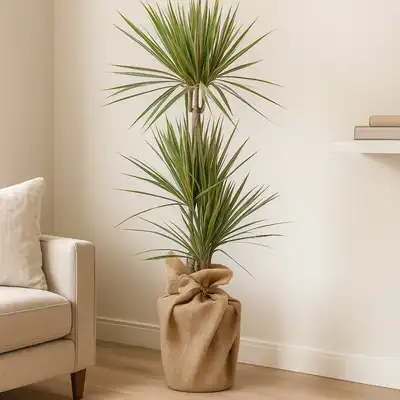 Bicolor Dracaena Marginata Plant in Eco-Friendly Jute Pot
