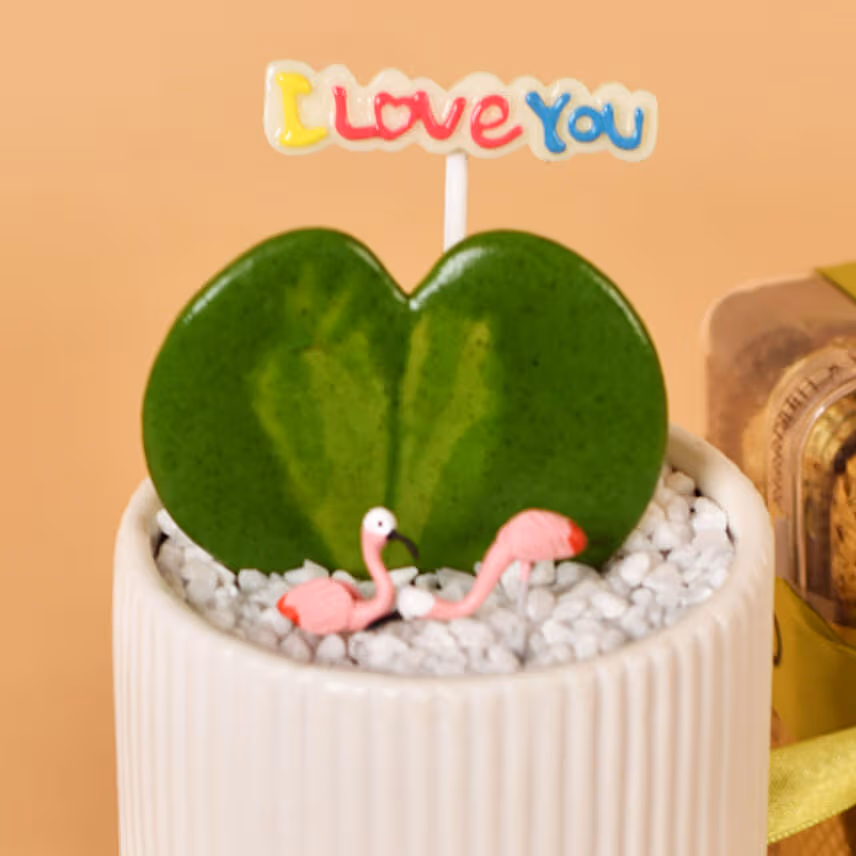Single Hoya Plant with Ferrero Rocher For Valentine