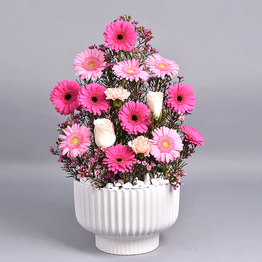 Gerberas Beauty