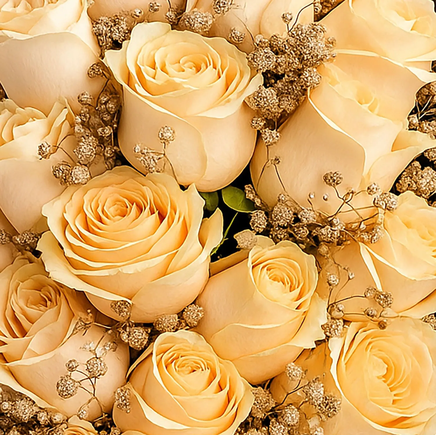 20 Peach Roses Bouquet In Black Wrap For Graduation