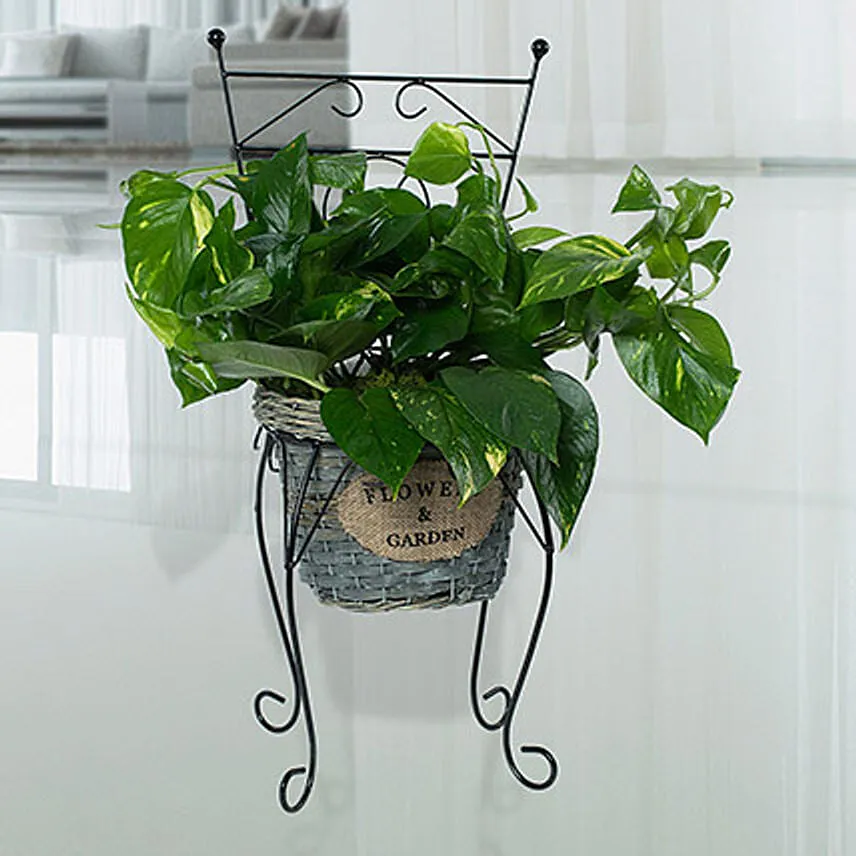 Epipremnum Chair Arrangement